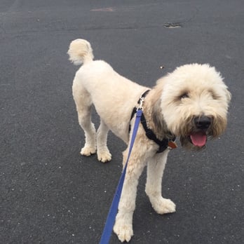 Paws To The Ground - Mr. Wilson! Happy boy!! - Dog Walkers Near Me Paws To The Ground - Mr. Wilson! Happy boy!! - Dog Walkers Near Me