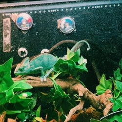 Petland