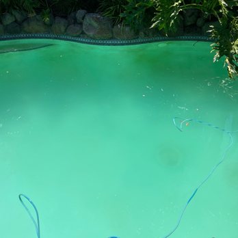 Leslie's Pool Supplies - My now cloudy pool with visible algae growth. - Hot Tub & Pool Near Me - Sacramento, California Leslie's Pool Supplies - My now cloudy pool with visible algae growth. - Hot Tub & Pool Near Me - Sacramento, California