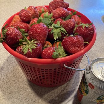 Johnson's Farm Produce - Bucket of strawberries - soda can actually makes the bucket look smaller than it really is - Fruits & Veggies Near Me - Hobart, Indiana