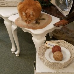 Cottage Antiques - Shop cat