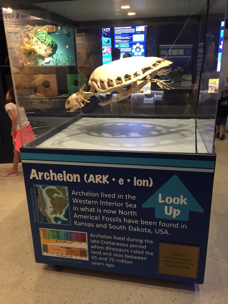 Loggerhead Marinelife Center 562 Photos 177 Reviews Community Service Non Profit 140 Us Hwy 1 Juno Beach Fl Phone Number