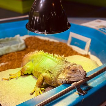 Austin Aquarium - Lizard king - Aquariums Near Me - Austin, Texas Austin Aquarium - Lizard king - Aquariums Near Me - Austin, Texas