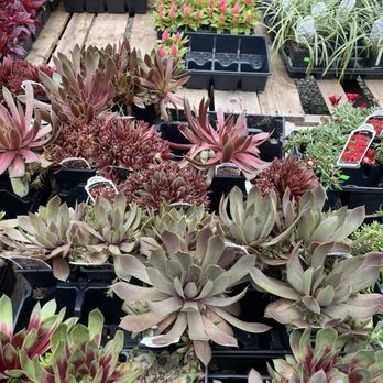 Wade's Vegetables - Succulents - Farmers Market Near Me - Bloomfield, Connecticut