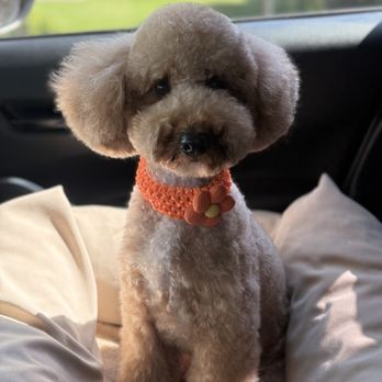 Mishka Grooming - Pet Groomers Near Me - Beverly Hills, California Mishka Grooming - Pet Groomers Near Me - Beverly Hills, California