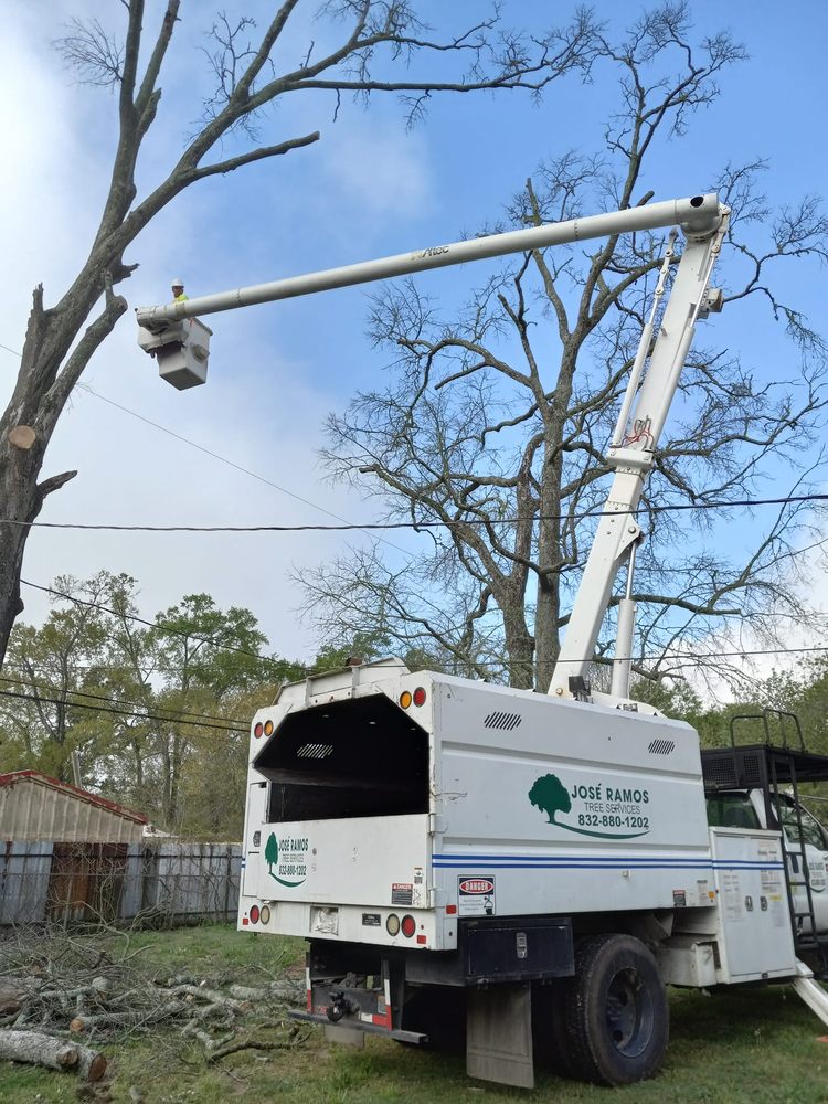 Jose Ramos Tree Service - tree service in Houston, TX