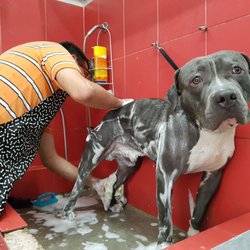 DesmarañaDog - Blue un pit bull super amigable!! Disfrutando su baño para quedar guapisimo!!