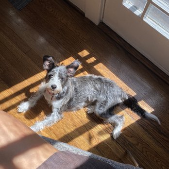 TrueCare for pets - Pepper! - Veterinarians Near Me - Studio City, California TrueCare for pets - Pepper! - Veterinarians Near Me - Studio City, California