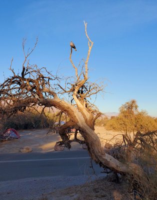 Furnace Creek Campground by null
