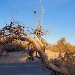Furnace Creek Campground