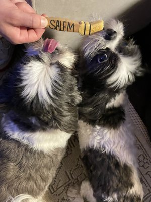 New England Dog Biscuit Company by null