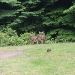 Eagles Nest Inn - Baby deer out of the dining room window!