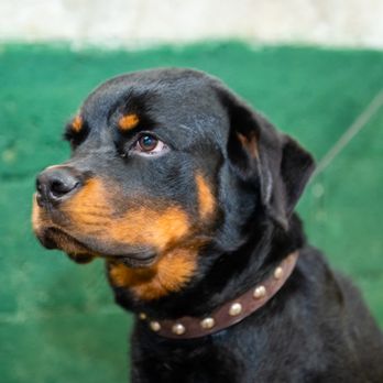 Bite Life - Pet Training Near Me - Miami, Florida