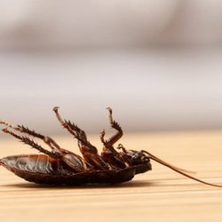 1st Defense Pest Control, Inc.