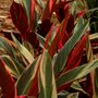 Photo of Boo For You Bamboo Gardens