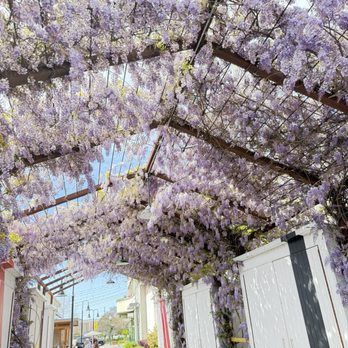 Cafe Réveille - Wisteria Walkway Gallery next to patio - Coffee & Tea Near Me - Berkeley, California