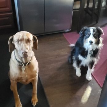 Uncle Jeff's Pet Sitting & More - Dog Walkers Near Me - Canoga Park, California Uncle Jeff's Pet Sitting & More - Dog Walkers Near Me - Canoga Park, California