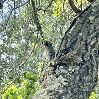 Harmon Canyon Preserve - California quails - Hiking Near Me - Ventura, California