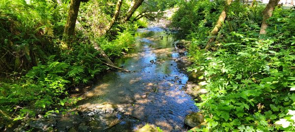 Pygmy Forest Discovery Trail by null