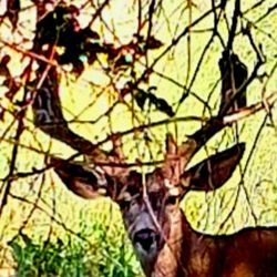 Changing Smiles Denture & Implant Center - A buck i met on my walk .