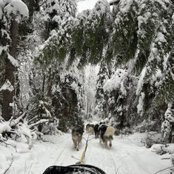 Dog Sled Adventures - Dog sledding experience