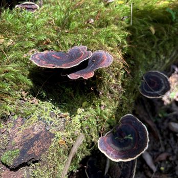 Kona Cloud Forest Sanctuary - Mushrooms - Walking Tours Near Me - Kailua-Kona, Hawaii