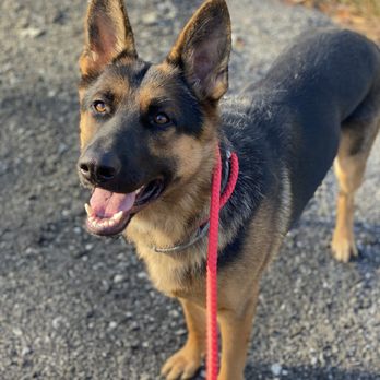 Black Rock Canines - Pet Training Near Me - Naugatuck, Connecticut Black Rock Canines - Pet Training Near Me - Naugatuck, Connecticut