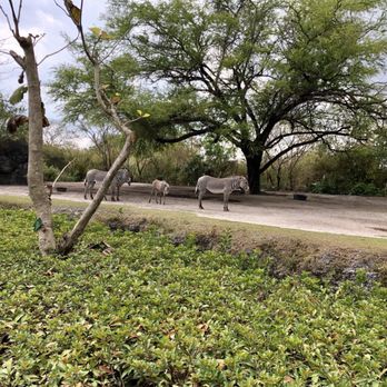 Zoo Miami - Zebras - Zoos Near Me - Miami, Florida