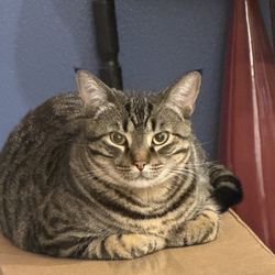 Alpine Hospital for Animals - Gypsy