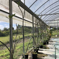 Wagon Wheel Plants, LLC - Plumerias