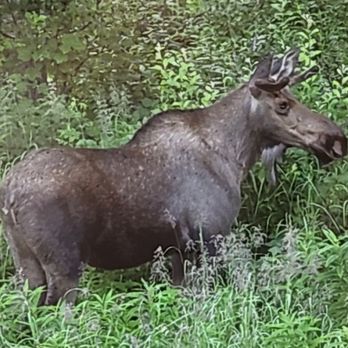 Alaska Nature Guides - photo taken from Cadia's Jeep. I was riding shotgun and photographed the moose through my window. - Tours Near Me