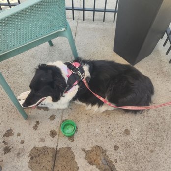 Baja Burger Shack - They'll give you water for doggie. I always tip them.. - Burgers Near Me - Ottawa, Ontario