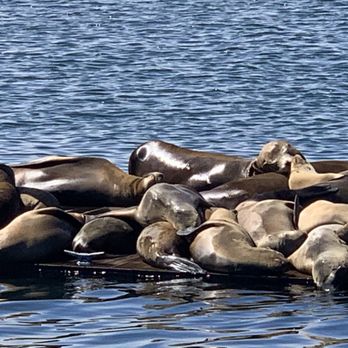 Sub Sea Tours - Rafting/Kayaking Near Me - Morro Bay, California