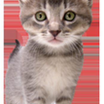 Glade Spring Veterinary Clinic - untitled - Veterinarians Near Me - Glade Spring, Virginia