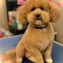 Golden’s Grooming