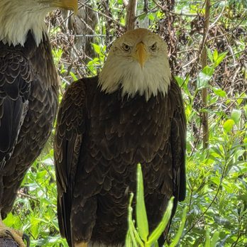 Brevard Zoo - Eagle - Zoos Near Me - Melbourne, Florida