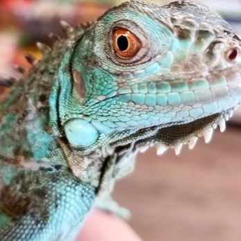 Paramount Reptile Shows - Party & Event Planning Near Me - Paramount, California Paramount Reptile Shows - Party & Event Planning Near Me - Paramount, California