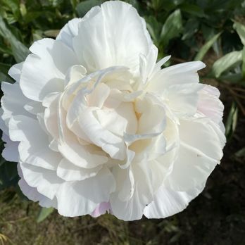 Adelman Peony Gardens - Nurseries & Gardening Near Me - Salem, Oregon