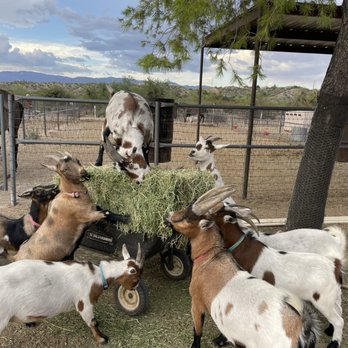 Jackpot Veterinary Center - Veterinarians Near Me - Tucson, Arizona Jackpot Veterinary Center - Veterinarians Near Me - Tucson, Arizona