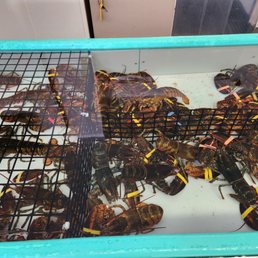 Live lobster Live lobster