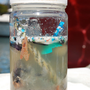 Photo of Algalita Marine Research Foundation