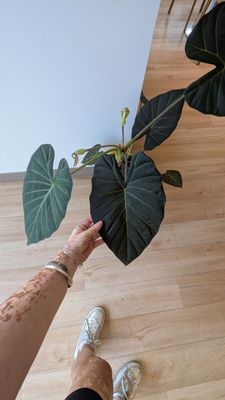 Daffodil Cafe by null