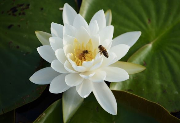 Lake Artemesia Natural Area by null