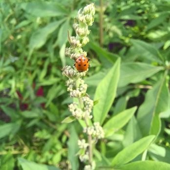 Moana Nursery - Friendly ladybug just released - Landscaping Near Me - Reno, Nevada Moana Nursery - Friendly ladybug just released - Landscaping Near Me - Reno, Nevada