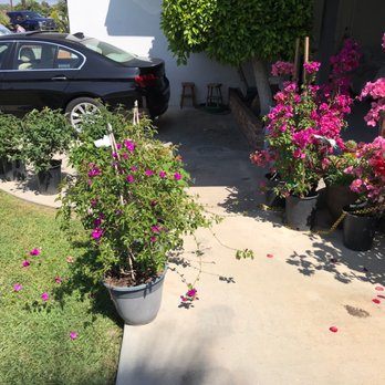 Garden View Nursery - $250 worth of plants paid by voucher - Nurseries & Gardening Near Me - Irwindale, California