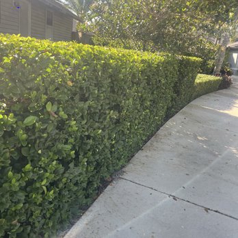 Hansen Lawn and Landscape - Another bus trimming job in Sarasota - Lawn Services Near Me - Sarasota, Florida Hansen Lawn and Landscape - Another bus trimming job in Sarasota - Lawn Services Near Me - Sarasota, Florida