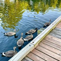 Des Peres Park