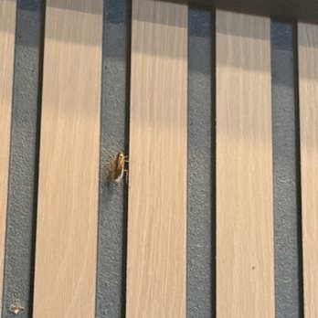 Ribs & Broth - Roaches crawling all over. I brought it up with my server, but he ignored me. This is the location in Waipahu next to McDonald's. - Vietnamese Near Me - Waipahu, Hawaii