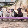Photo of Yadid'it Dog Training