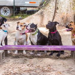 Yadid'it Dog Training - Our skilled team of training dogs